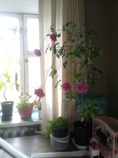 Теченье дней