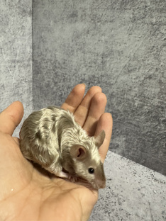 Кудрявые мышки