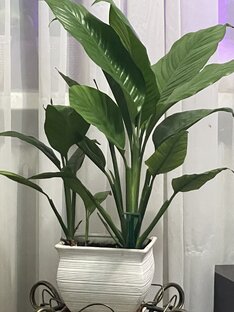 Спатифиллум