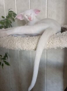 Ориентальные котята