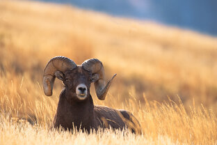 "Размышлизмы" серьёзные и не очень...