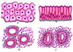 Эпителиальные ткани