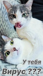 Мои любимые котики ... !