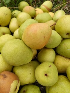 Груша 🍐"Сварог"
