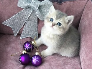 Новый Год 🎄 