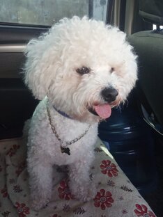 Пограничная собака Умка