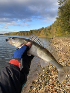 Судачки на Вазузе )