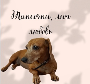 Таксочка, моя любовь