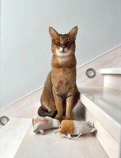 Игрушки для «котодетей»