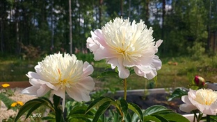 Покупка садовых растений. Распаковка, посадка, результат.