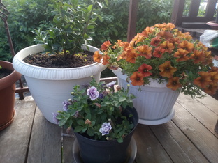 Петунии и контейнерный сад