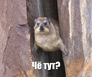 Дикая сторона канала