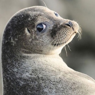 Морской котик: грация, интеллект и выживание в океане