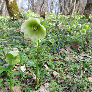 Легенды и мифы о происхождении цветов