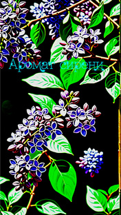 \\Новелла "Аромат сирени"\\ ✅