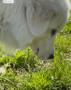 Обустроить маремму