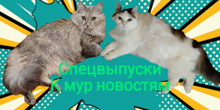 спецвыпуски к мур новостям