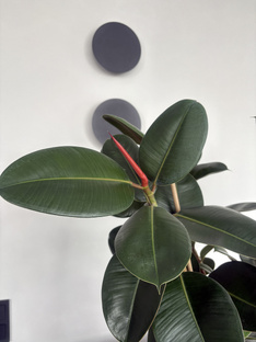 В активном росте