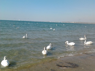 Черное море