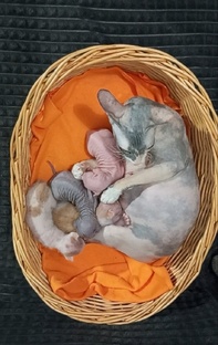 котятки Миры и Осириса
