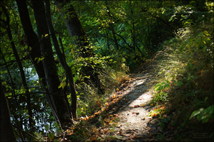 Deep forest