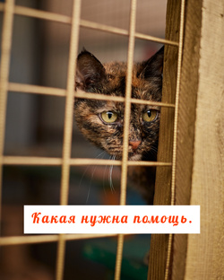 Помощь, приехать.