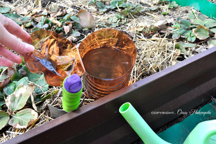 Капельный полив