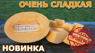 Арбузы и дыни