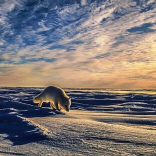 Прионтина. Сергей Плетнёв. 8 видео