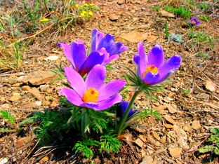 Растения и Грибы