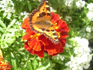 чего-то там давнее и непонятное