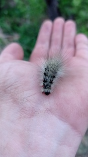 Болезни и вредители: диагностика, решение проблем