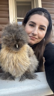 Китайские шелковые куры 