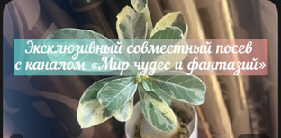 Эксклюзивный совместный посев с каналом «В Мире Чудес и Фантазий» 