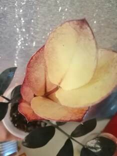 Замиокулькасы