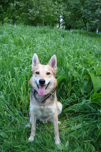 О братьях наших