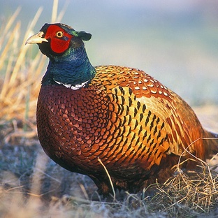 Фазан: птица с королевской внешностью и диким нравом