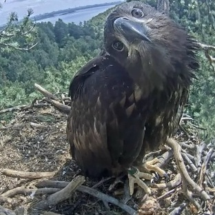 Правила сообщества