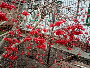 РАССКАЗЫ семейные