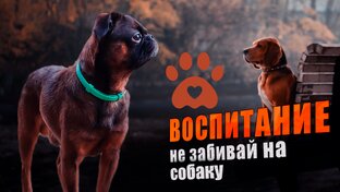 Дрессировки