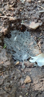  Поселения XVII века в Шатровском районе Курганской области.