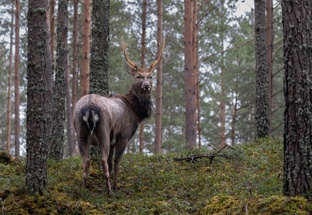 Анонсы туров