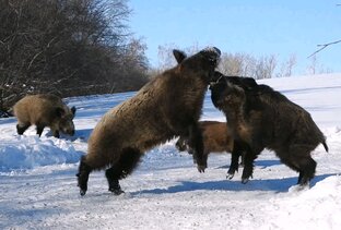 Мир животных