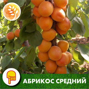 Абрикос среднего срока созревания