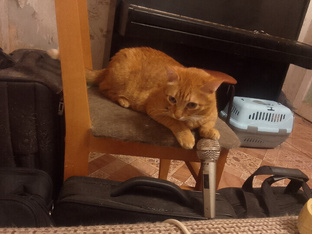 Слова песен о кошках