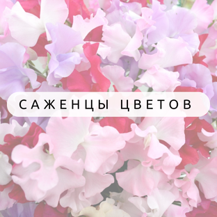 Распаковка посылки и адаптация растения