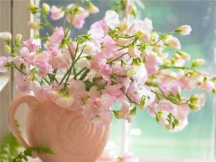 Красивоцветущие цветы