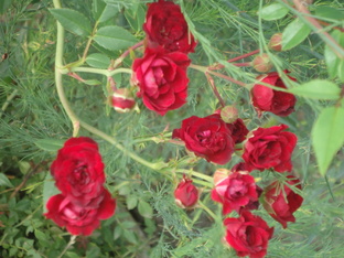 Дачный сезон