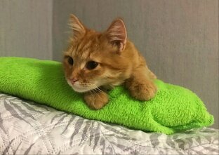 Рыжий Барсик
