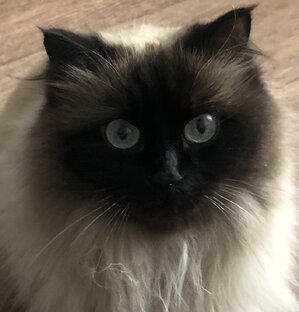 Зверьё моё !